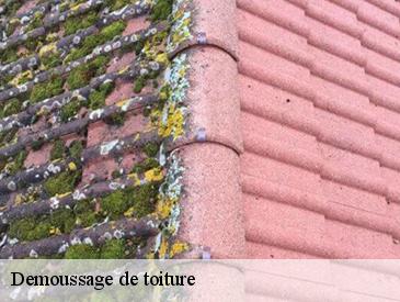 Demoussage de toiture 49310